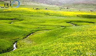 دشت ارژن شیراز